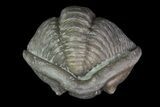 Removable Wide, Enrolled Flexicalymene Trilobite In Shale - Ohio #67982-4